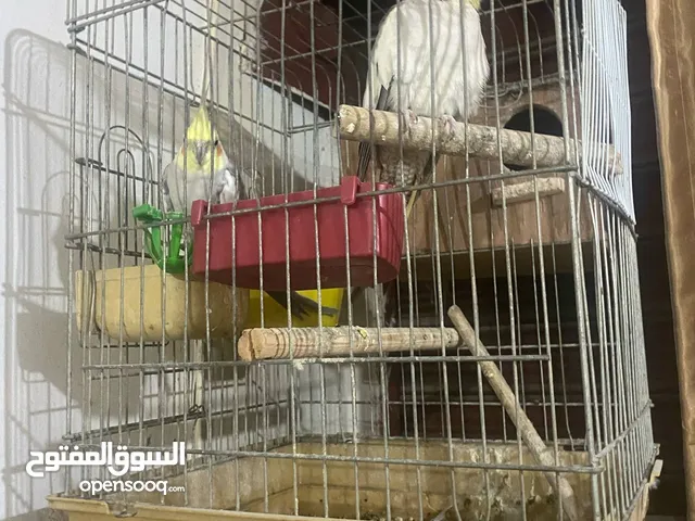طيور للبيع