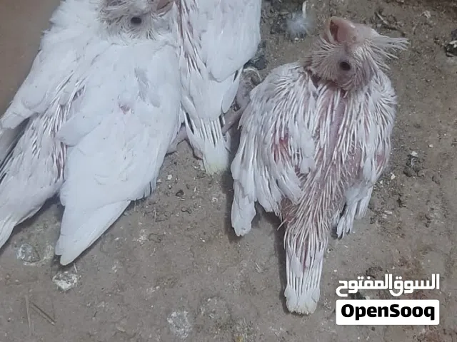 طيور كوكتيل افراخ البينو ابيض طلك عيون حمر فول الفول ماشالله