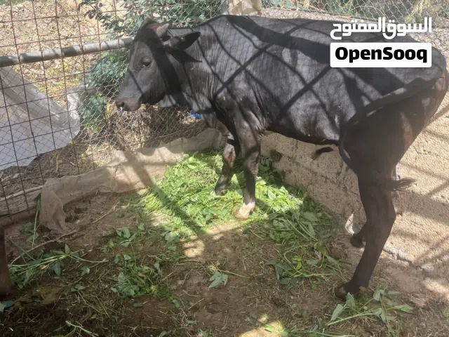 ثور نمساوي ع ظفاري للبيع  العمر سنتين    الموقع صحم الفليج