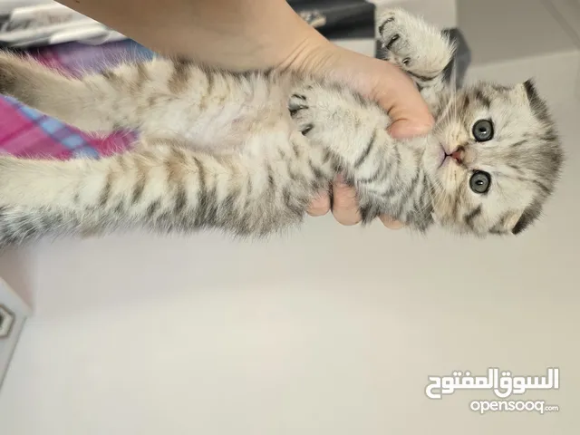 أنثى دبل سكوتش فولد عمر 45 يوم مطعمه ومتعوده على الليتر بوكس