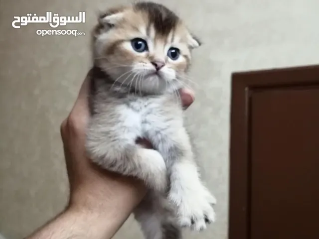 سكوتش فولد جولدن Ny25 الريلز موضح كل اشي