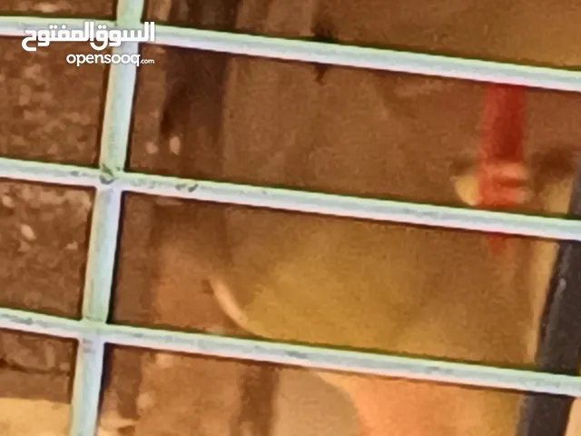 فحل كوكتيل وايت فيس جاهز للتجاوز