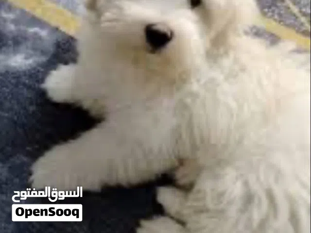 ابحث عن كلاب زينه للبيع في كركوك