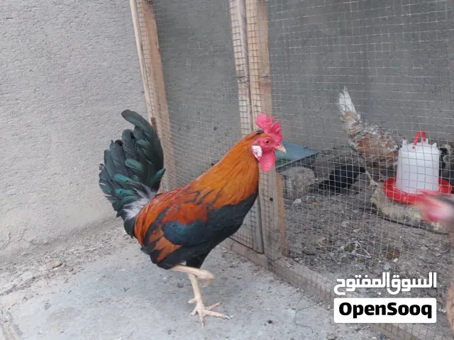 دجاجه وديج عربيات