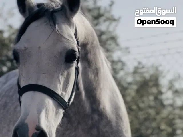 فرس عربيه مسجله للبيع