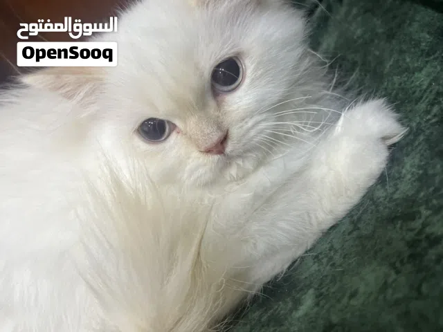 قط ذكر مكس همالايا و شيرازي للبيع 15 دينار مع كامل اغراضو عمره 4 شهور