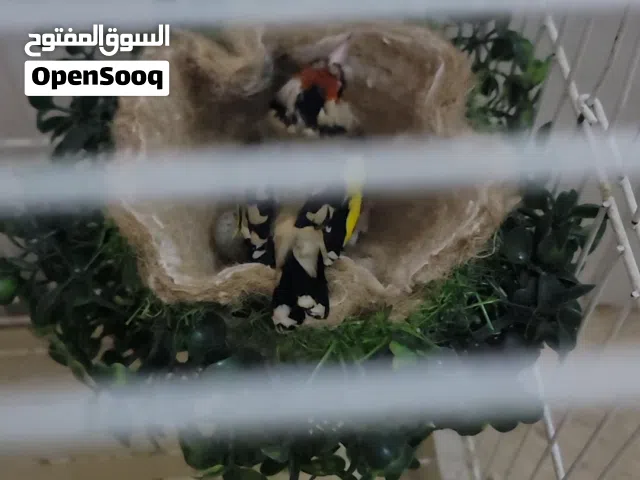متاح جوزين  حسون منتج تحتو بيض بسعر مناسب