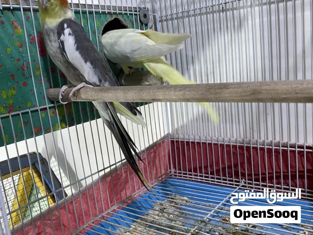 متاح زوج كوكتيل وتك نثيه شكريات