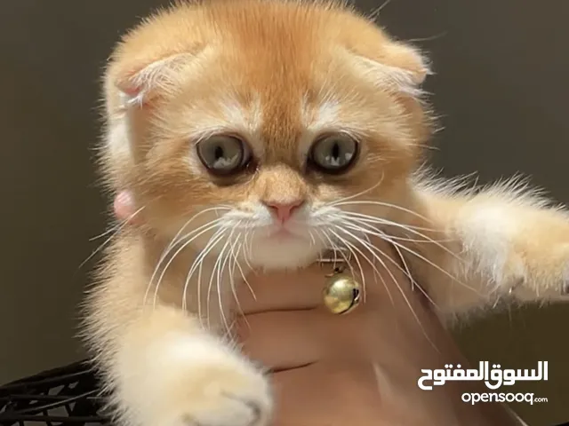 قط ذكر سكوت فولد للبيع