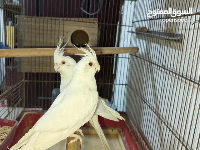 جواز كوكتيل البينو منتجات للبيع
