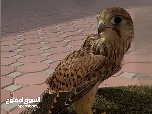 بذوار شرياس