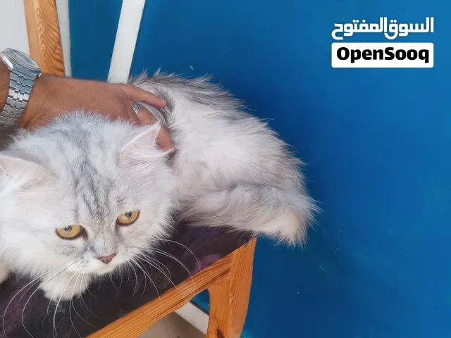 قطه انثى شيرازي