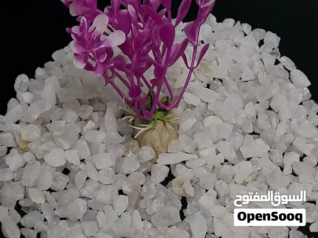 حجر الكوارتز للاسماك مع نبات زينه لحوض الاسماك الصغير