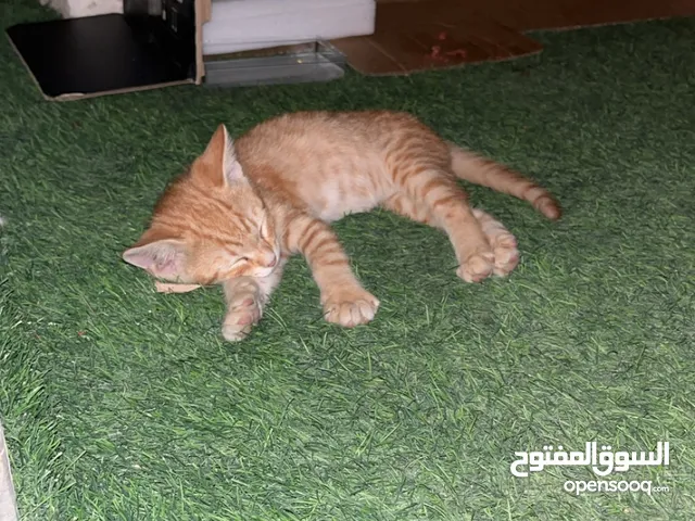 Kitten