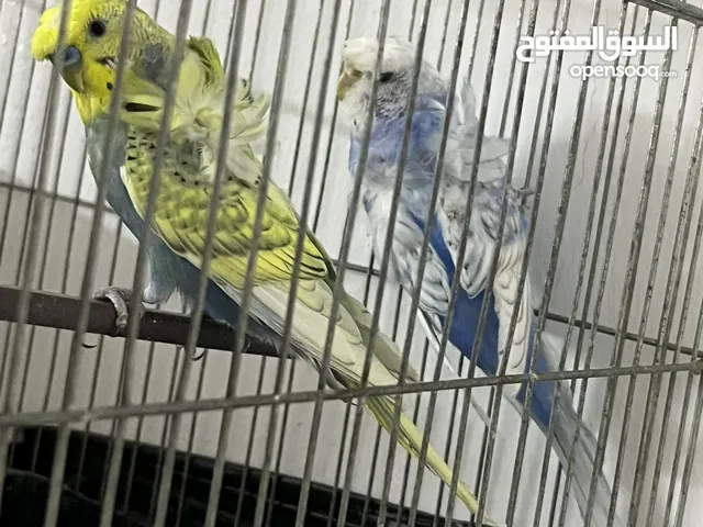 طيره تراكيب. سبانجل. وذكر تراكيب. ريمبو جاهزات تب نضافه