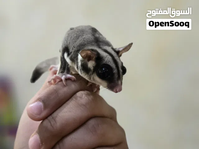 للبيع سنجاب شوقر سلايدر اليف ومتعلم ومايعض ويصلح للأطفال وياكل بروحه الجنس انثى وعمره تقريبًا 11 شهر