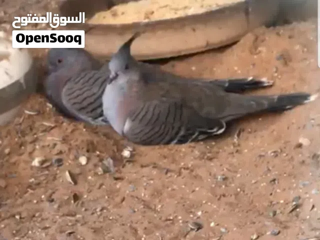 استرالي دوف