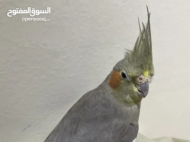 ببغاء كوكتيل أليف طيران حر المكان في مدينه العين السعر 220