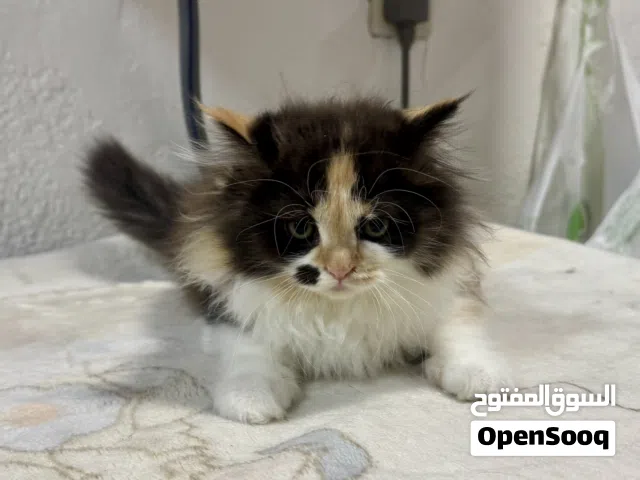 Adorable 2.5 Month-Old Kittens Seeking Their Forever Homes