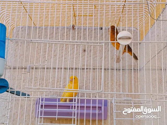 جوز كنار للبيع مش للبدل