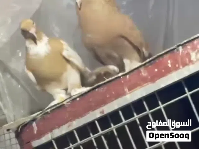 كوبيا شقلاب