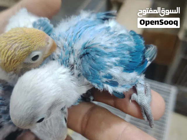 غندور فيشر باربلو