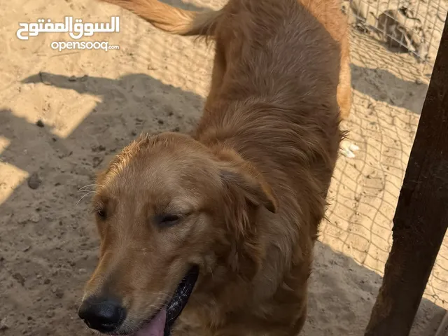 جولدن أنثى حط سعرك بل معقول شلة