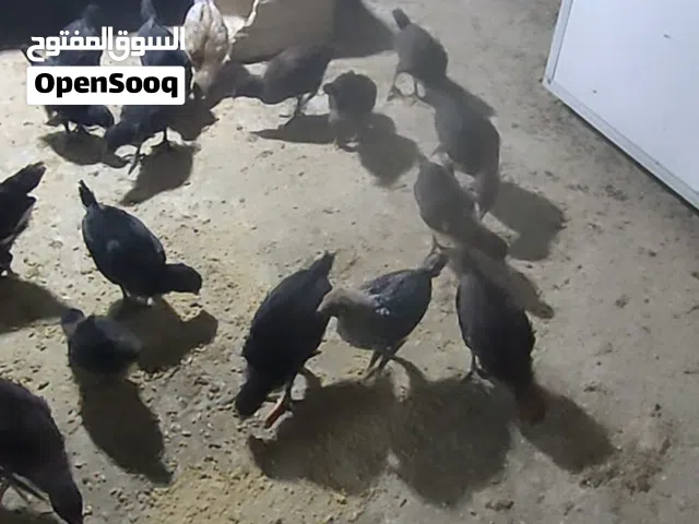 صيصان بلدي العمر شهر و 10 ايام