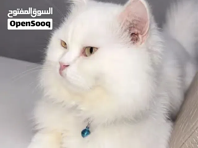 قطط شيرازيه للبيع