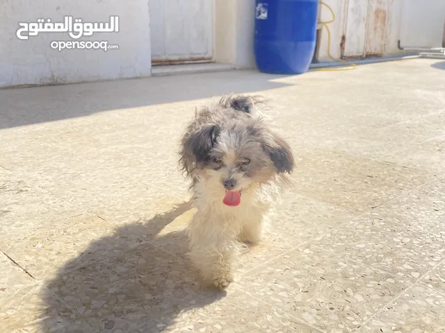 كلب تشواو عمر 6اشهر