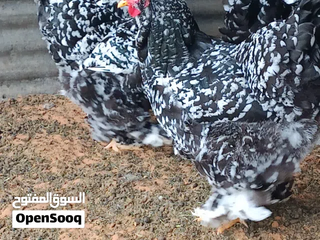 دجاج براهما فولى عملاق