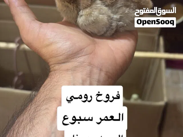 فروخ رومي دجاج