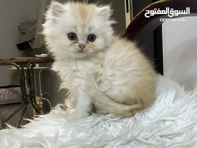 Kittens for adoption Playful kittens litter trained and friendly only 52 days old Himalayan