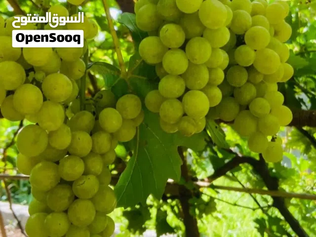 شتلات عنب نادره