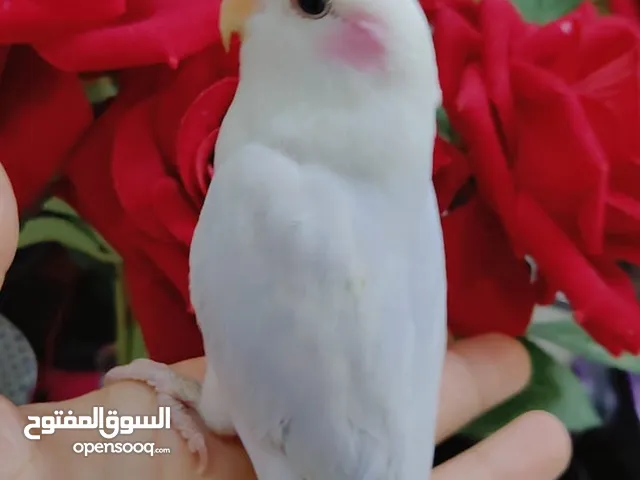 للبيع ببغاء الروز أليف لعوب مغرد حبوب