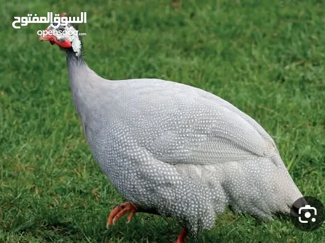 مطلوب دجاج فرعوني للبيع