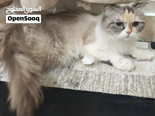 قطتين من بريطانيا للبيع( الوصف مهم جداً)