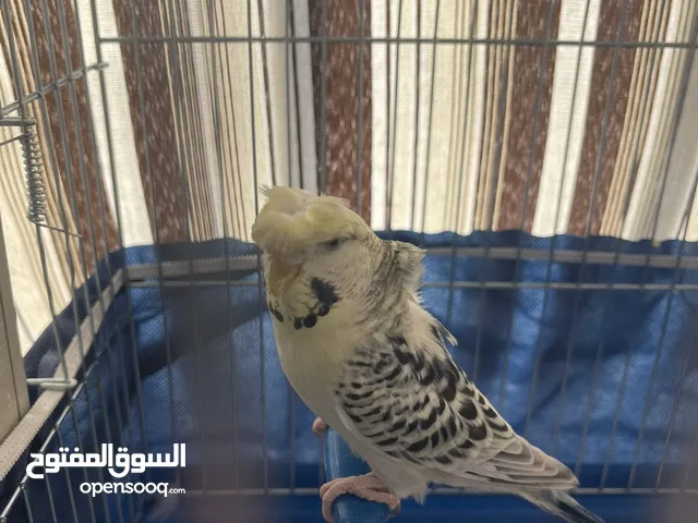 جوز حب هوقو رومو تكساس
