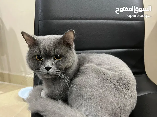 للتبني قط ذكر cat for adoption