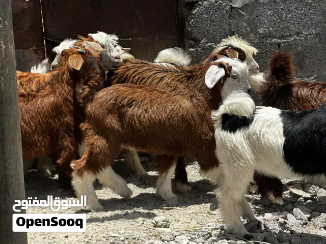 جدايه و سخلات ماشاءالله