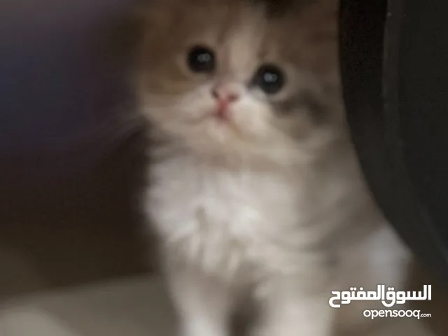 Pure Persian kittens  قطط فارسي بيور