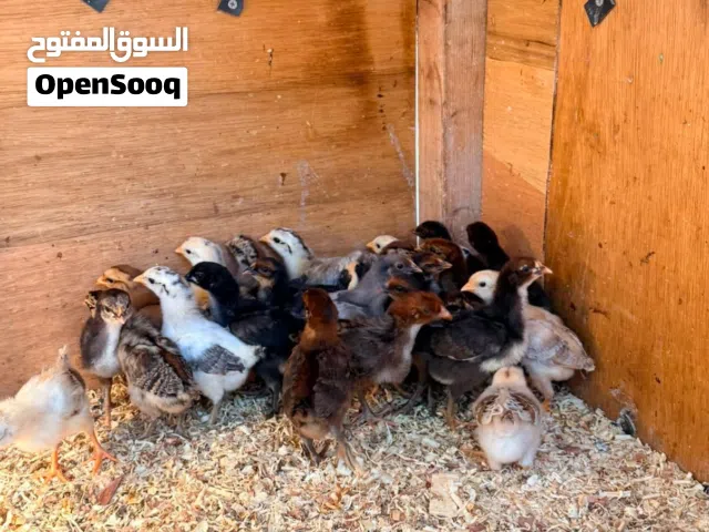 متوفر فلاليس مشاء الله سلاله ربي يبارك