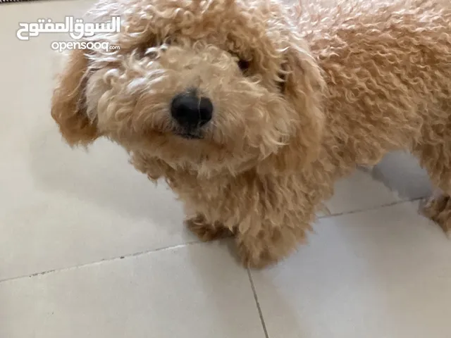 6 monthold poodle