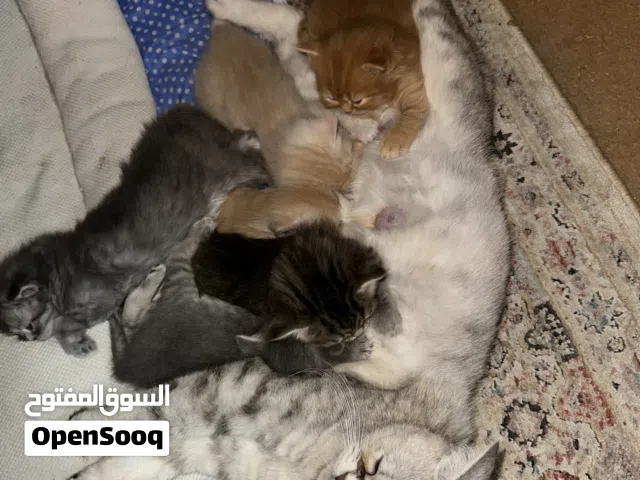قطط سكوتش شورت هير