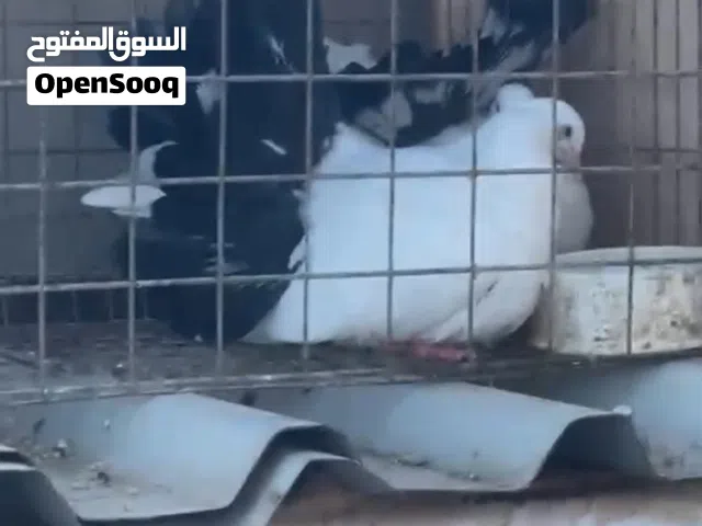 حمام ابوديل منتج