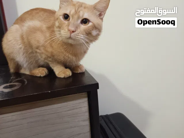 Cats for adoption