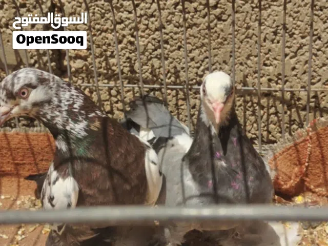 كوبيا هزازه للبيع وكوبيا شقلاب عمودب