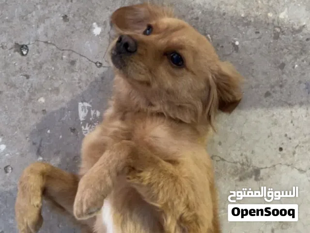 كلب جولدن مقزم ماشاءالله بيوت
