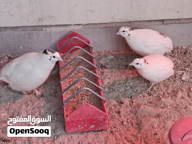 طيور    سمان