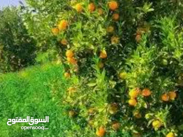 2 Bedrooms Farms for Sale in Irbid Al-Manshiya